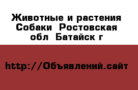 Животные и растения Собаки. Ростовская обл.,Батайск г.